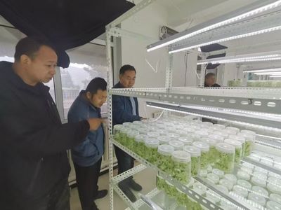 農作物種子企業運行規范 扎實展開研產與農業服務監督核查